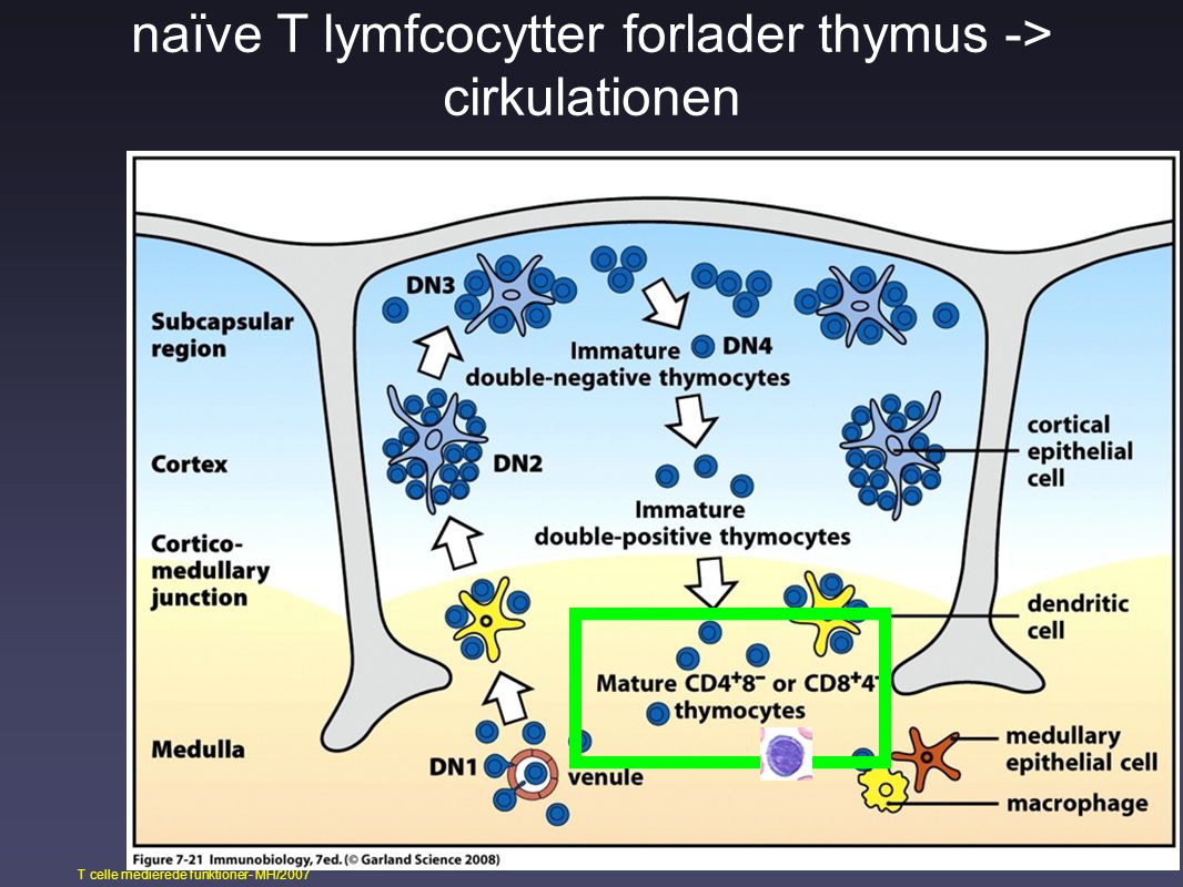 naïve T lymfcocytter forlader thymus -> cirkulationen