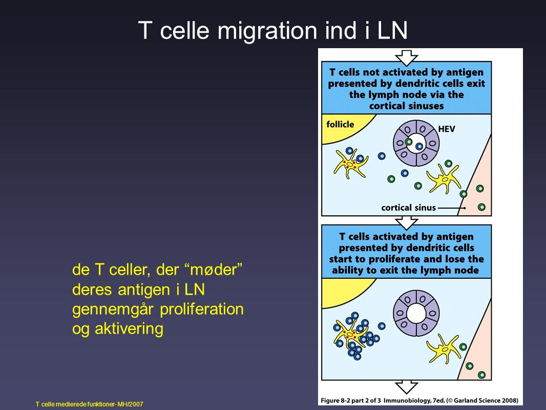 T celle migration ind i LN