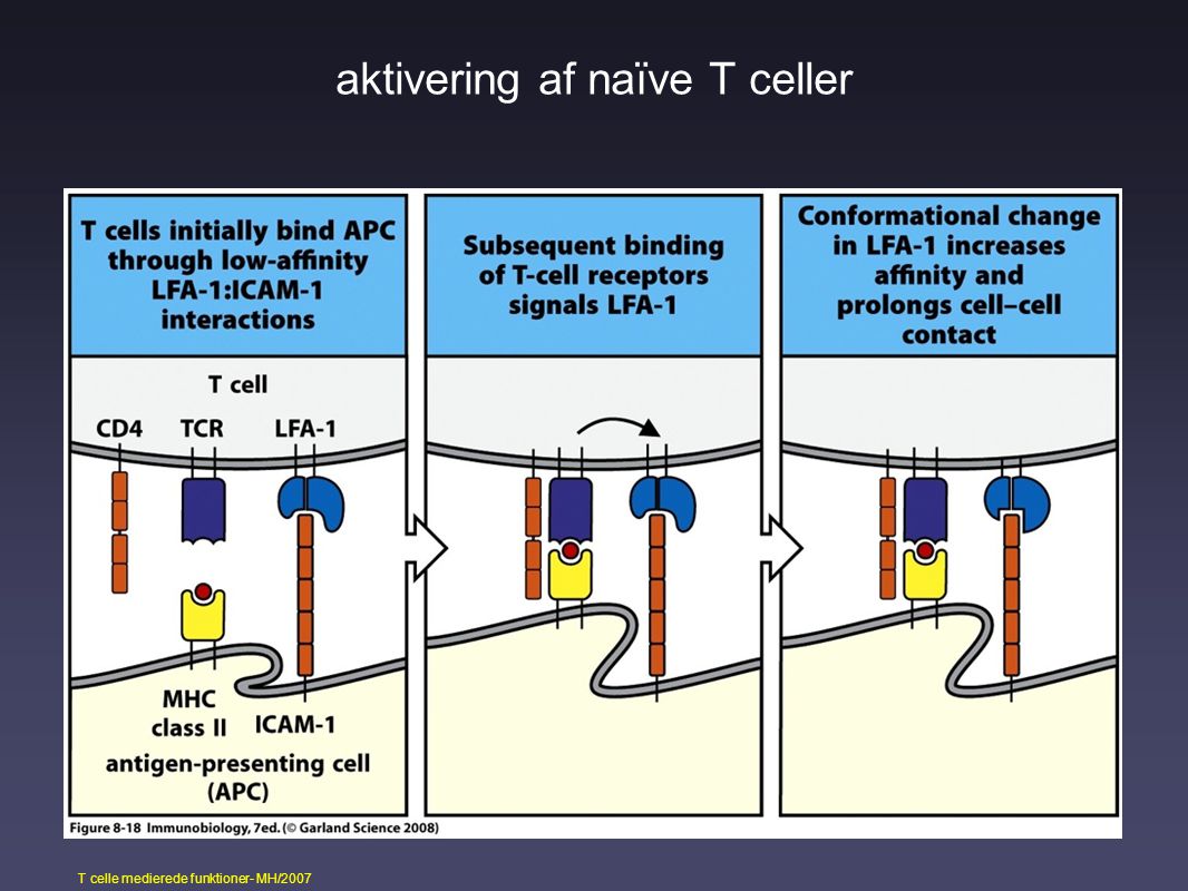 aktivering af naïve T celler