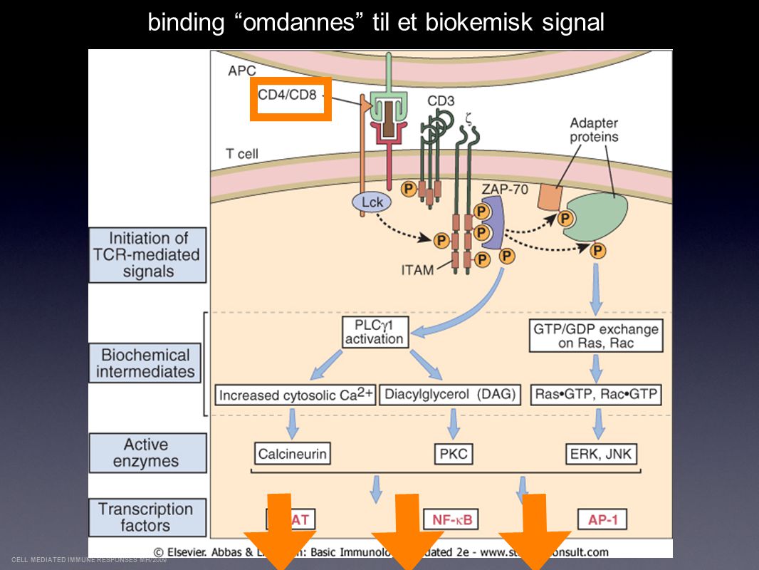 binding omdannes til et biokemisk signal