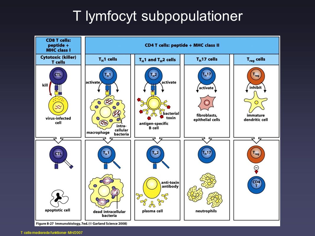 T lymfocyt subpopulationer