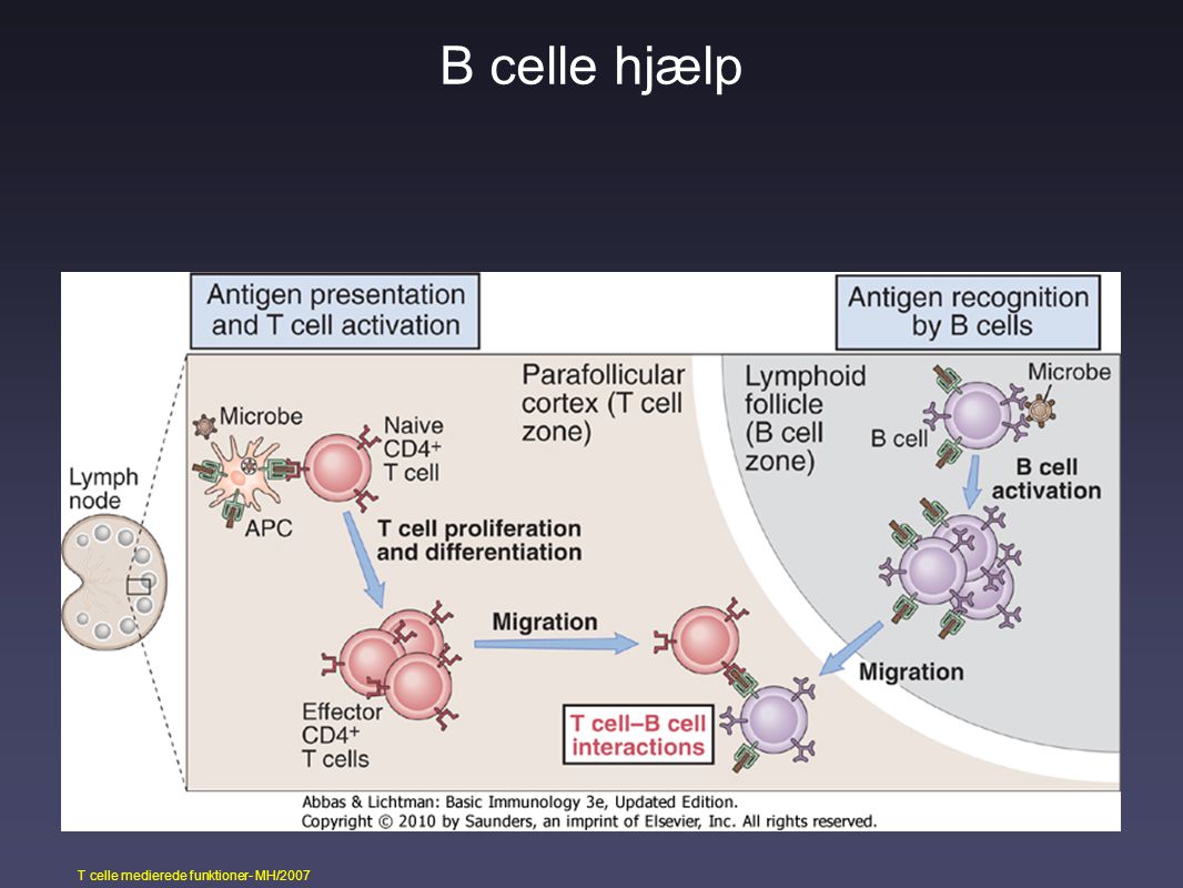 B celle hjælp CD4+ T lymfocytter hjælper T celler i forb med differentiering og antistofproduktion -