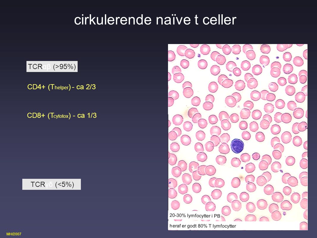 cirkulerende naïve t celler