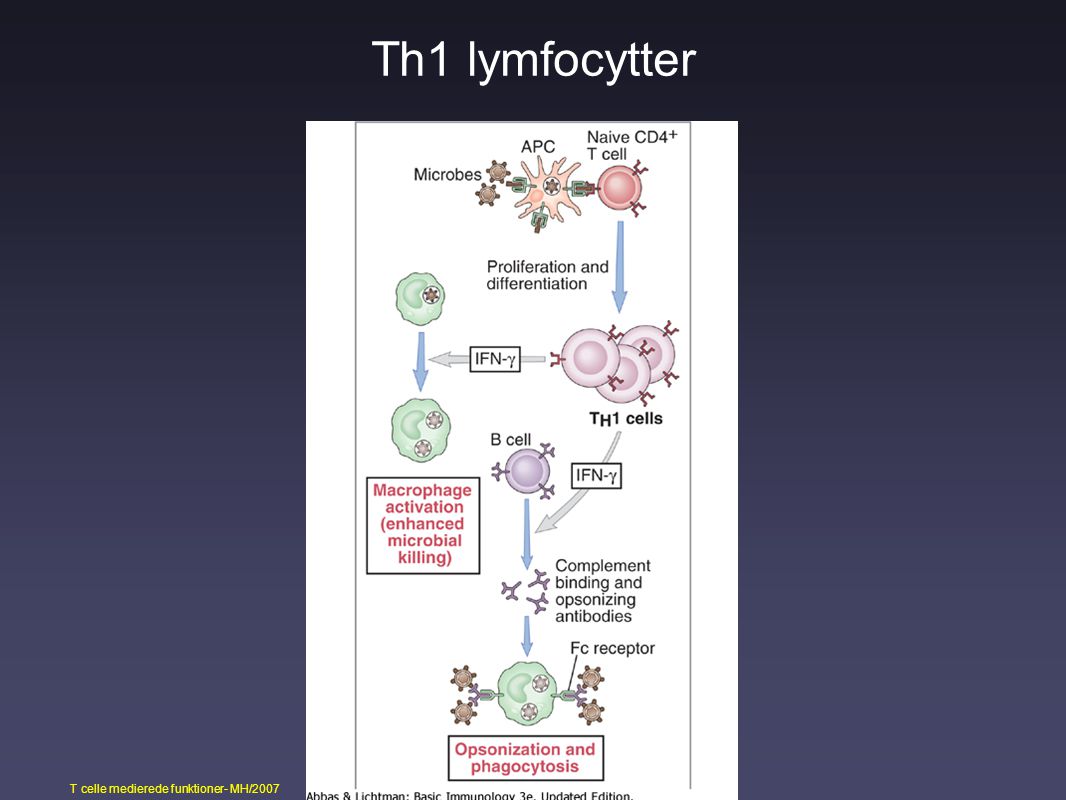 Th1 lymfocytter