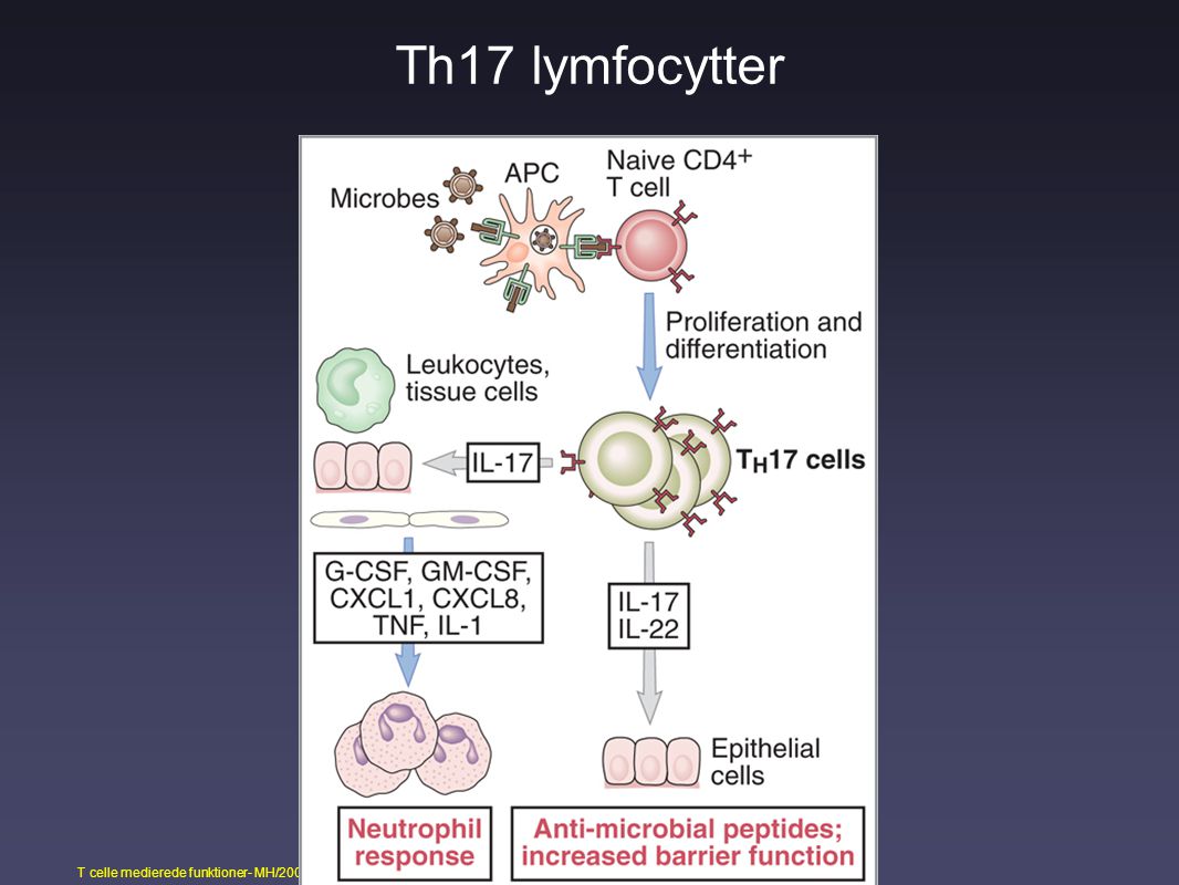 Th17 lymfocytter