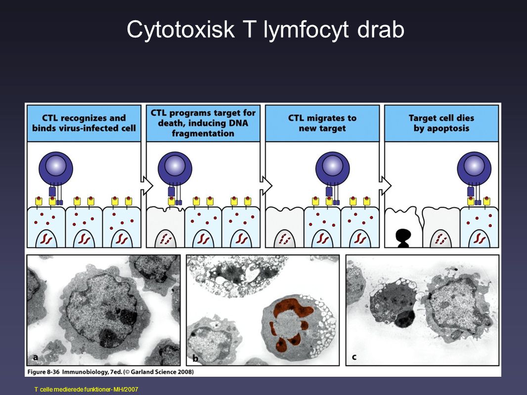 Cytotoxisk T lymfocyt drab