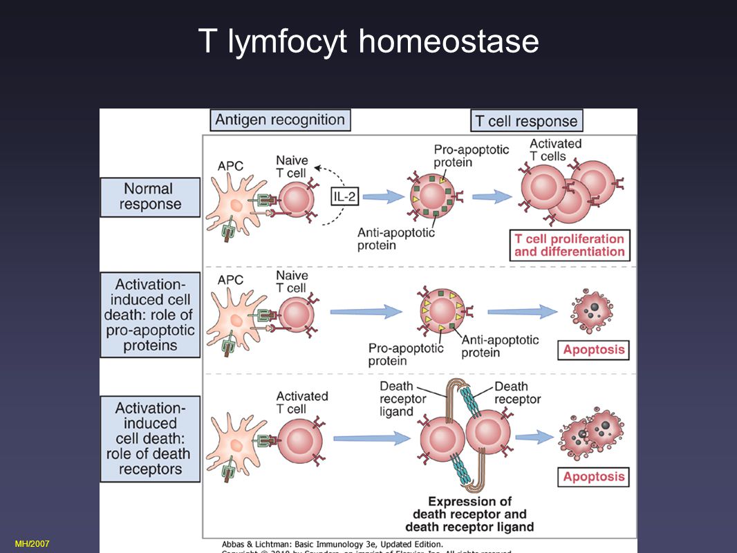 T lymfocyt homeostase