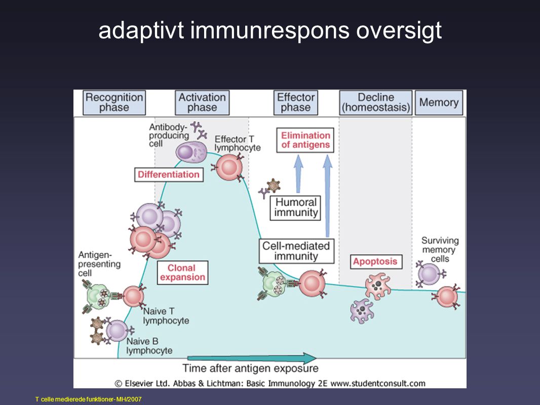 adaptivt immunrespons oversigt