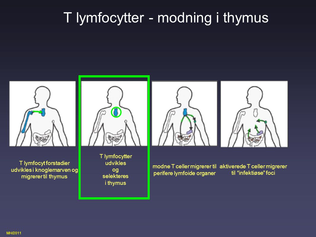 T lymfocytter - modning i thymus