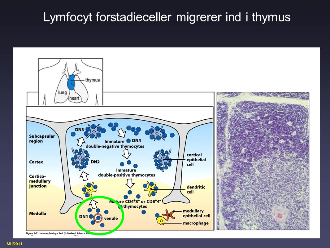 Lymfocyt forstadieceller migrerer ind i thymus