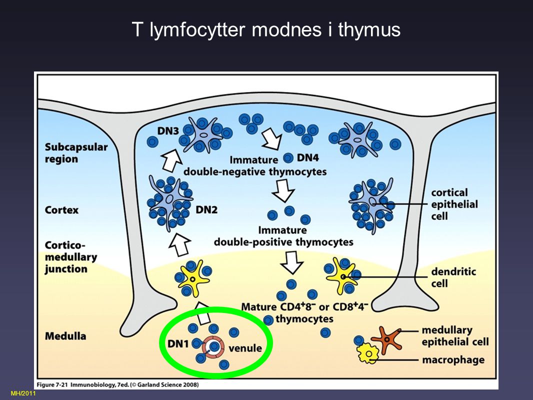 T lymfocytter modnes i thymus