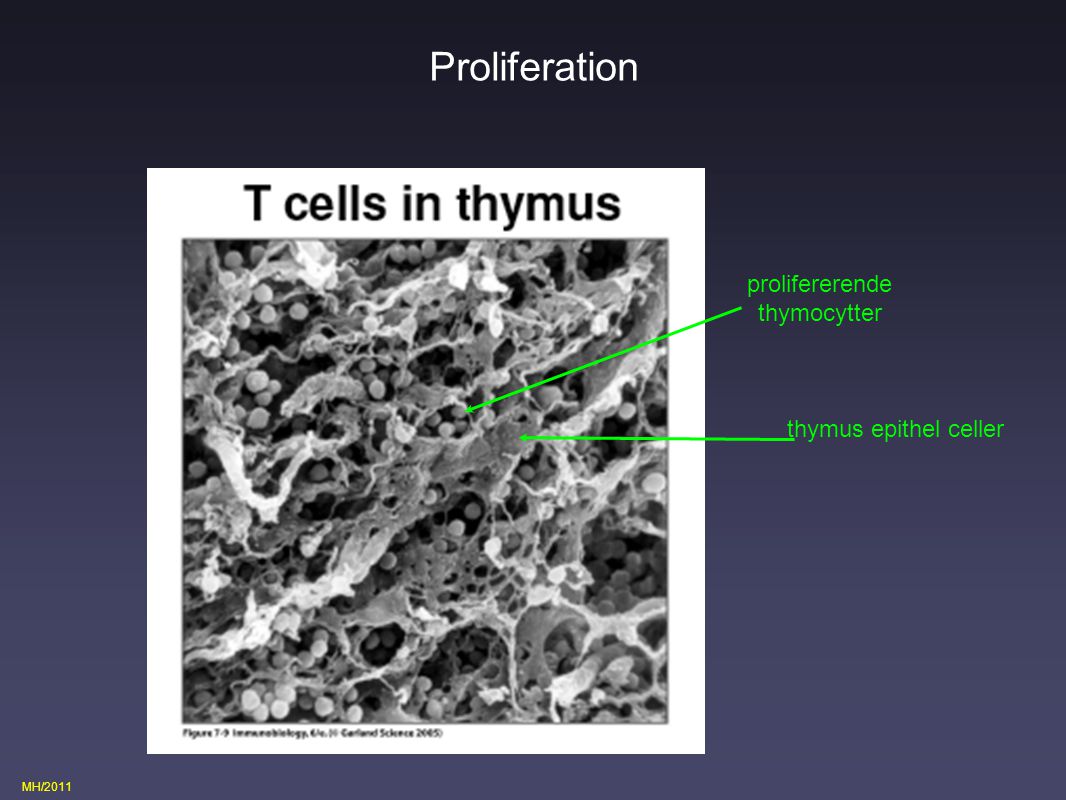 Proliferation prolifererende thymocytter thymus epithel celler