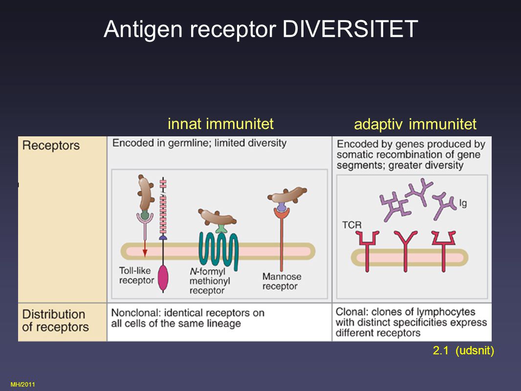 Antigen receptor DIVERSITET