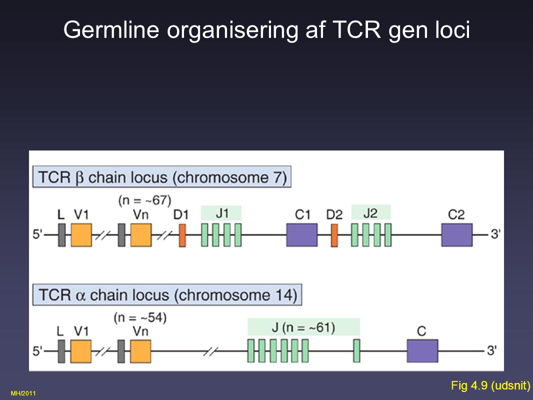 Germline organisering af TCR gen loci