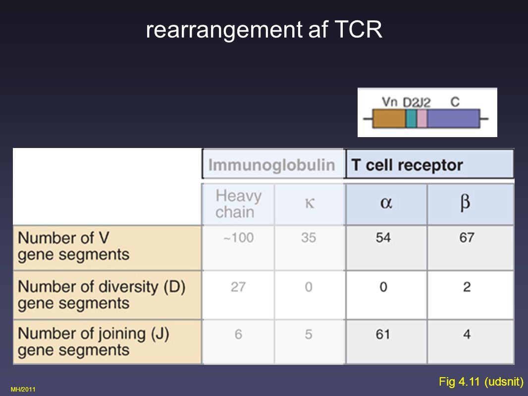 rearrangement af TCR Fig 4.11 (udsnit)