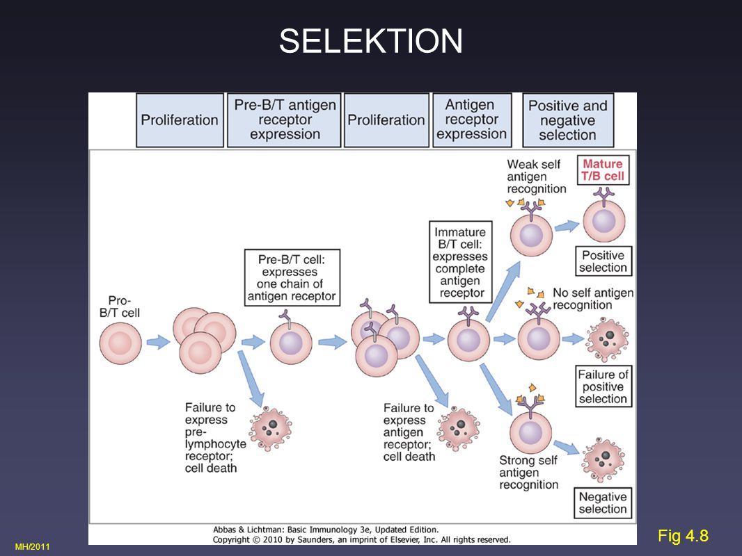 SELEKTION 10-E16 forskellige TCR - MEN - vi skal have nogle sorteret fra! Lad os lige se på, hvad T celle receptoren skal genkende!!