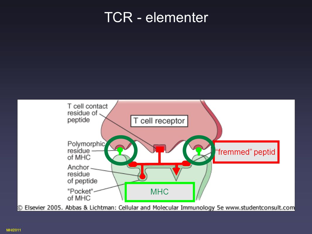 TCR - elementer fremmed peptid MHC eget MHC Fig 3.1