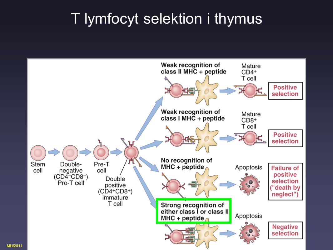 T lymfocyt selektion i thymus