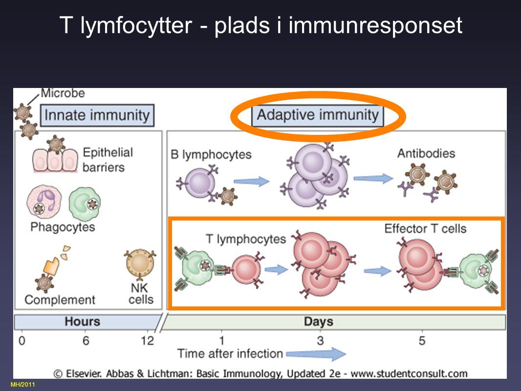 T lymfocytter - plads i immunresponset