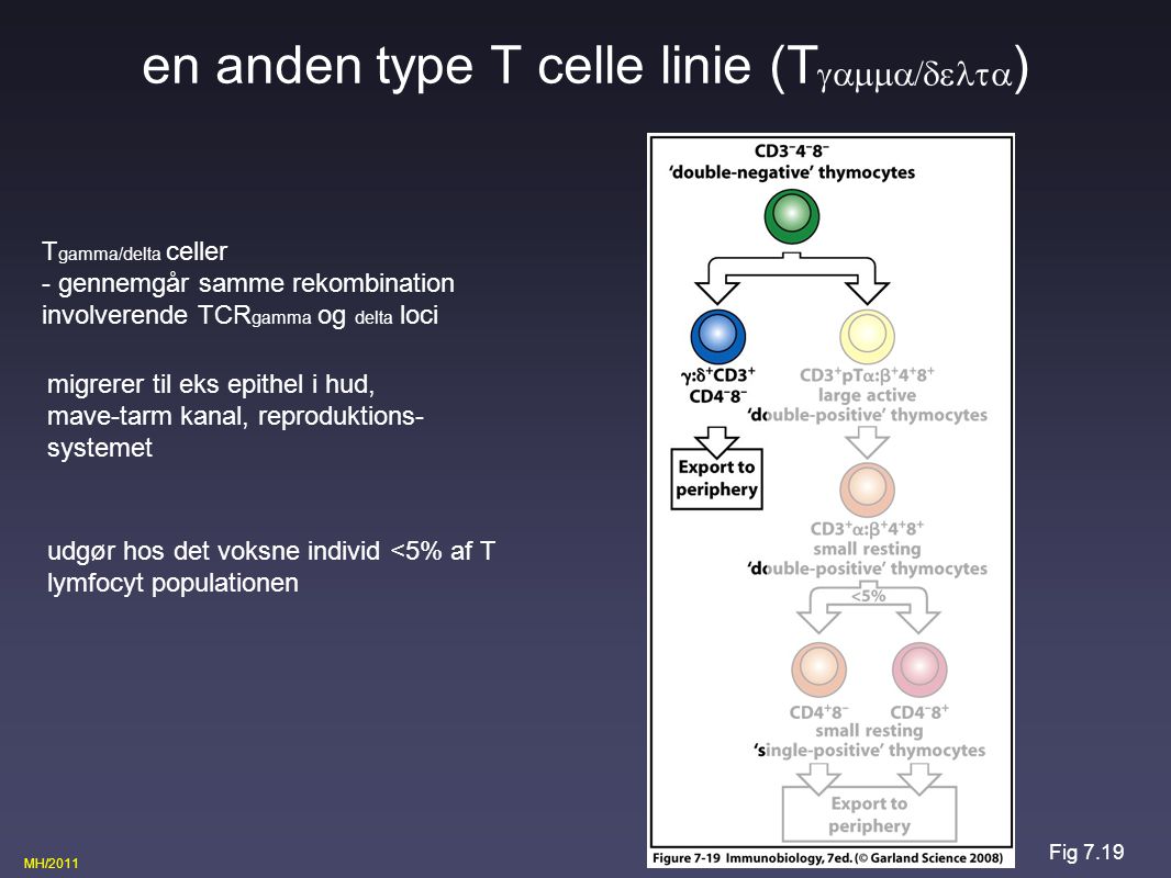 en anden type T celle linie (Tgamma/delta)