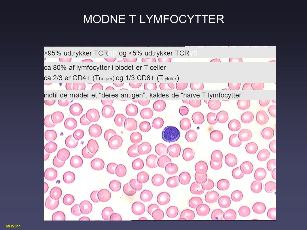 MODNE T LYMFOCYTTER >95% udtrykker TCRαβ og <5% udtrykker TCRγδ