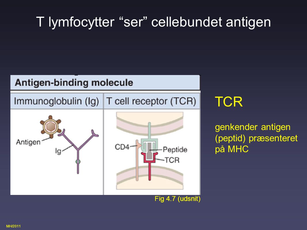 T lymfocytter ser cellebundet antigen
