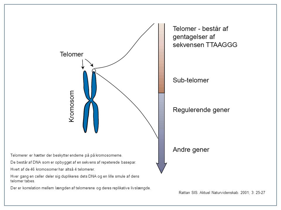 Telomerer er hætter der beskytter enderne på på kromosomerne.