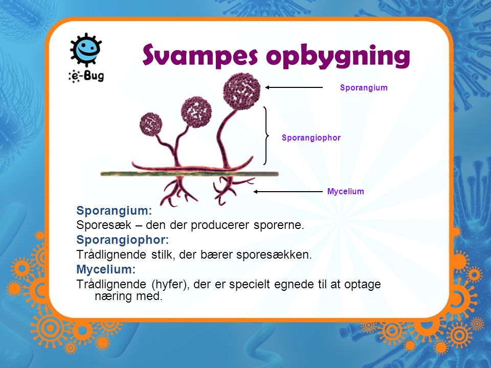 Svampes opbygning Sporangium: Sporesæk – den der producerer sporerne.