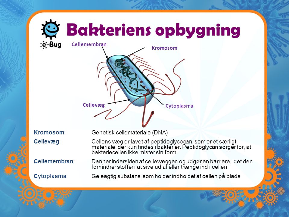 Bakteriens opbygning Cellemembran Kromosom Cellevæg Cytoplasma