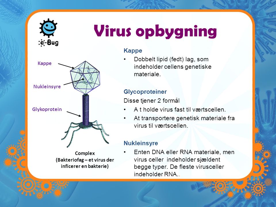 (Bakteriofag – et virus der inficerer en bakterie)