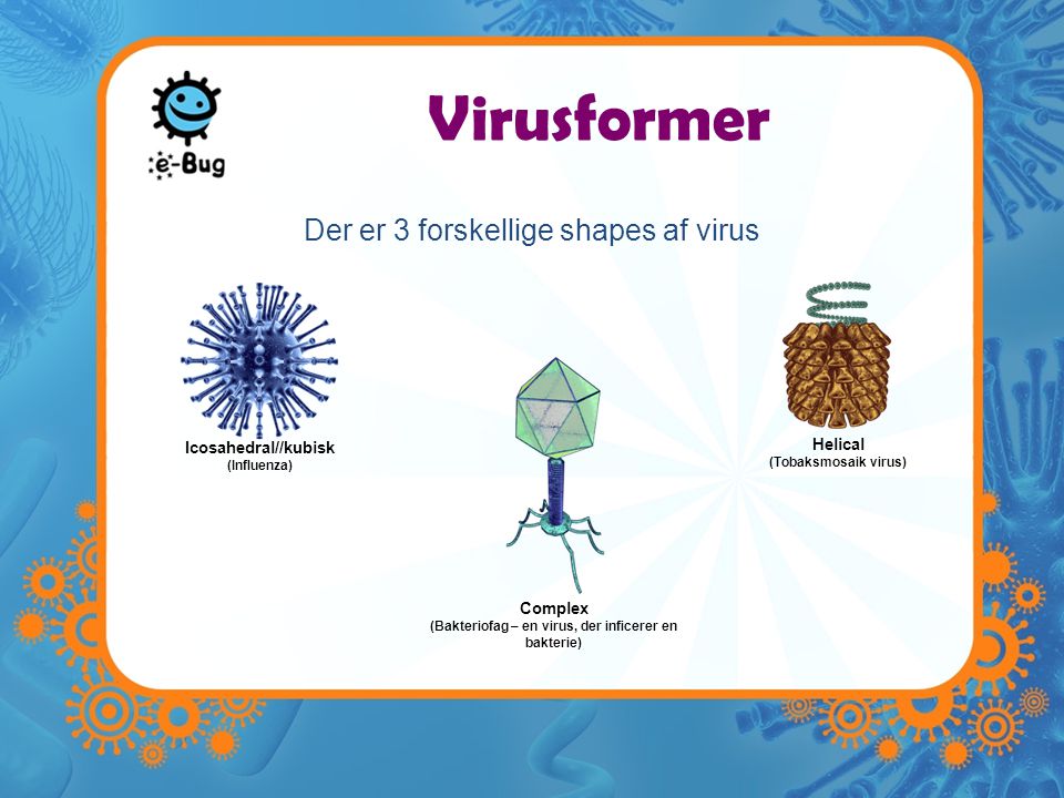 (Bakteriofag – en virus, der inficerer en bakterie)