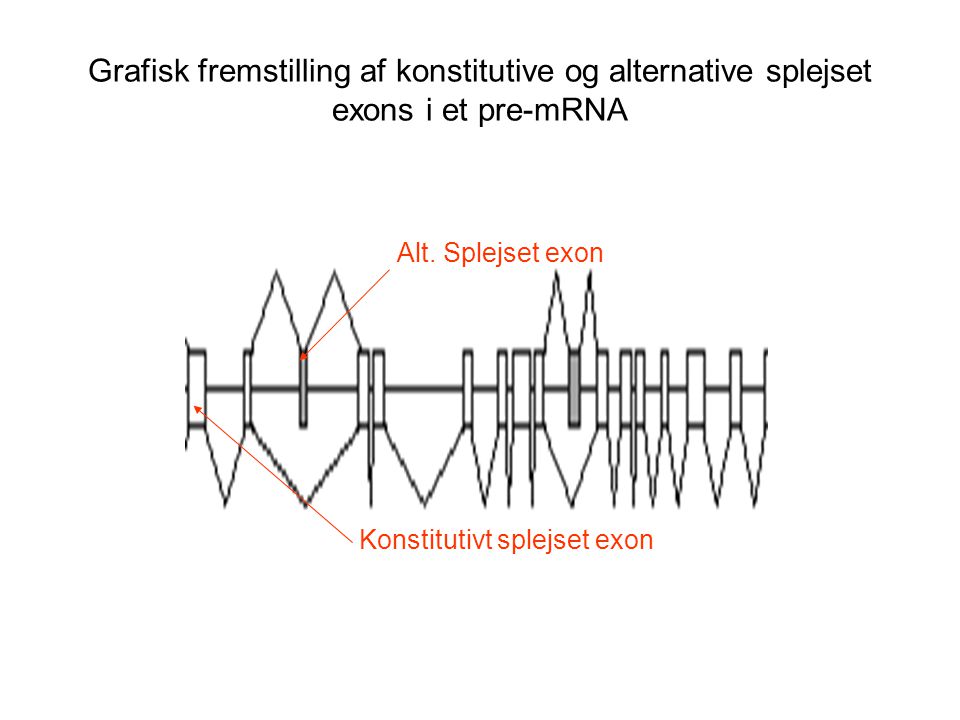 Grafisk fremstilling af konstitutive og alternative splejset exons i et pre-mRNA