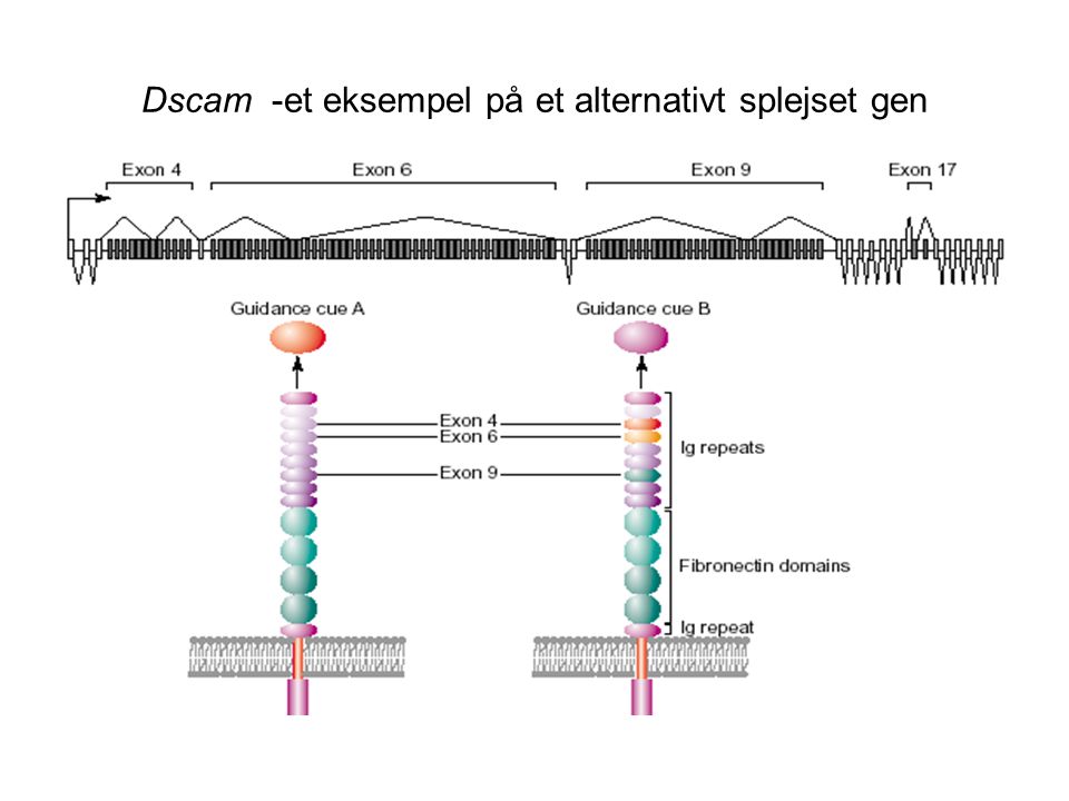 Dscam -et eksempel på et alternativt splejset gen