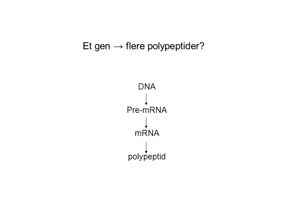 Et gen → flere polypeptider