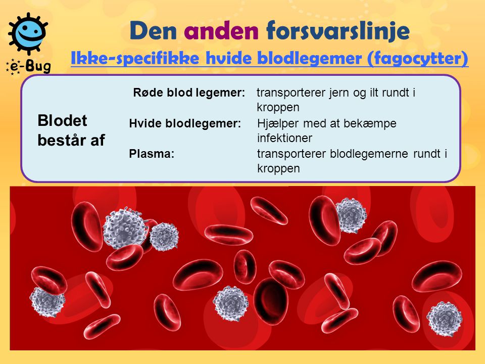 Den anden forsvarslinje Ikke-specifikke hvide blodlegemer (fagocytter)