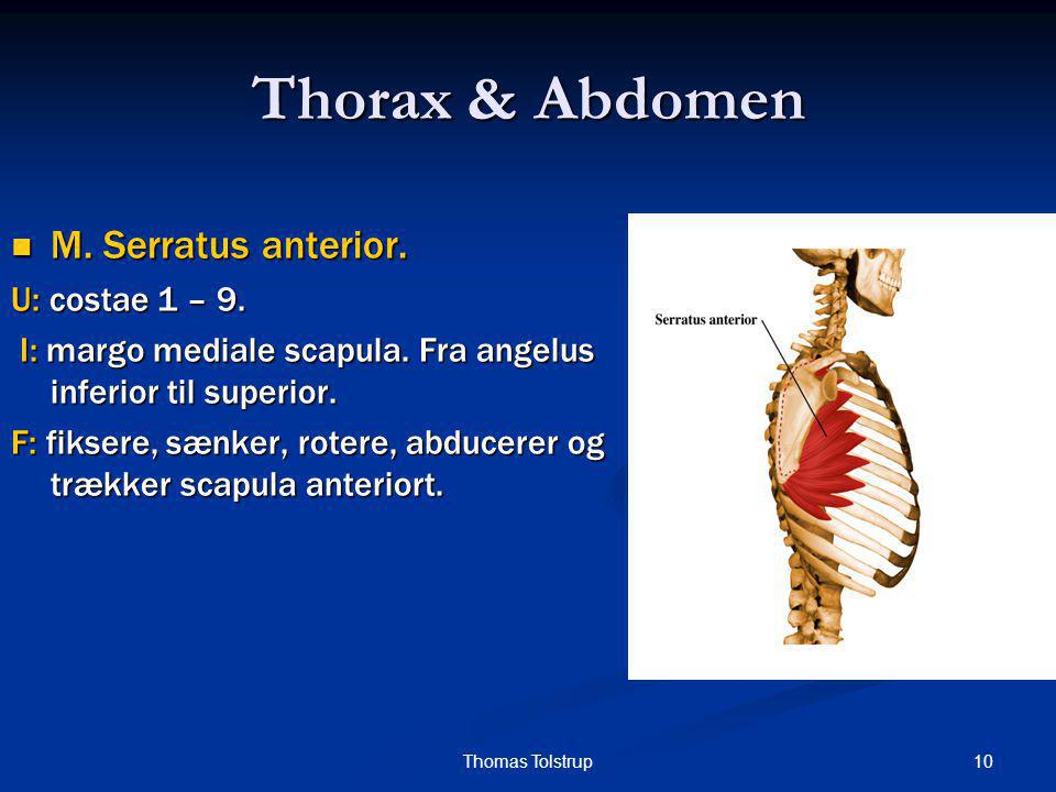 Thorax & Abdomen M. Serratus anterior. U: costae 1 – 9.
