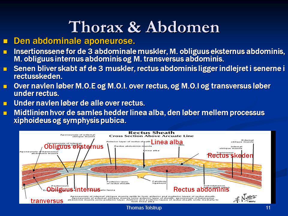 Thorax & Abdomen Den abdominale aponeurose.
