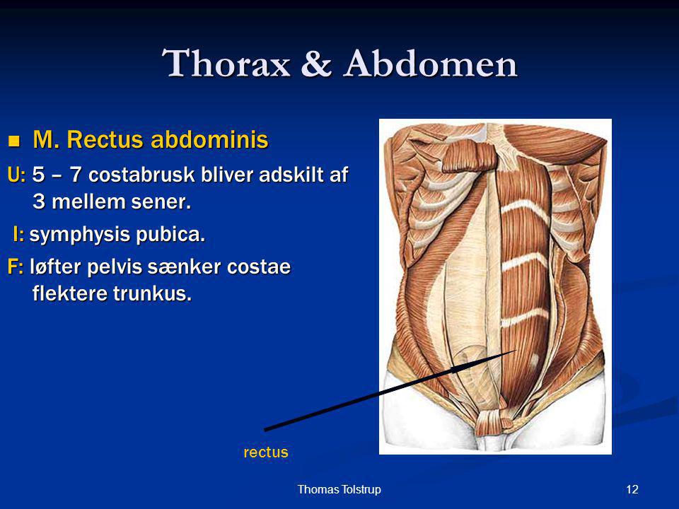 Thorax & Abdomen M. Rectus abdominis