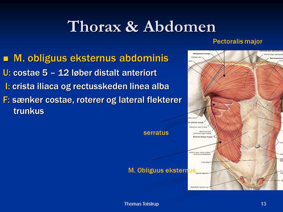 Thorax & Abdomen M. obliguus eksternus abdominis