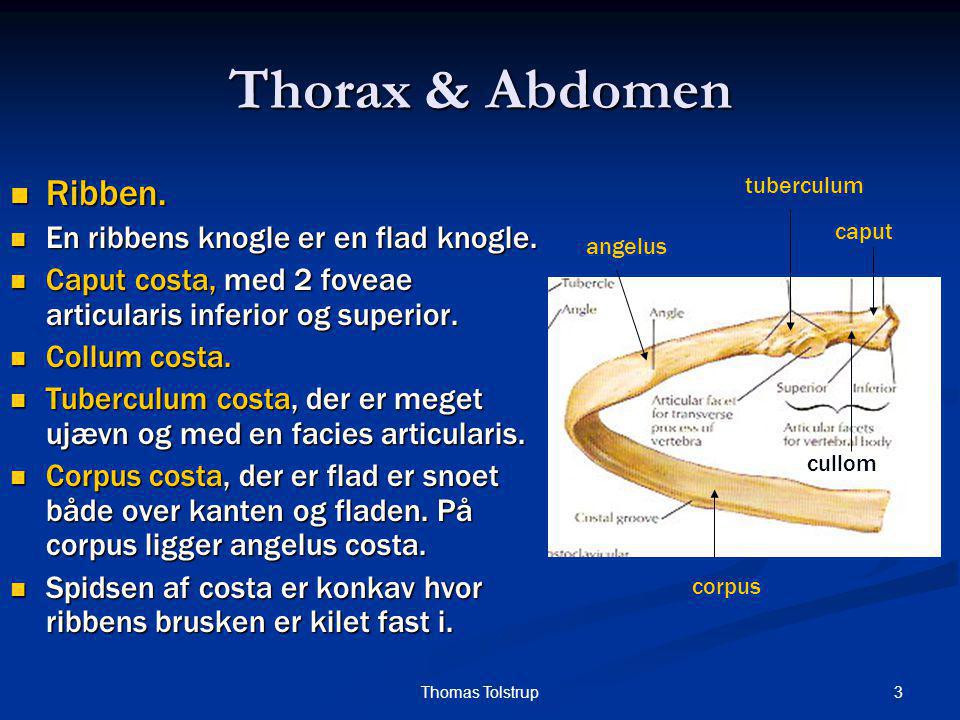 Thorax & Abdomen Ribben. En ribbens knogle er en flad knogle.