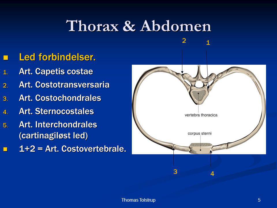Thorax & Abdomen Led forbindelser. Art. Capetis costae