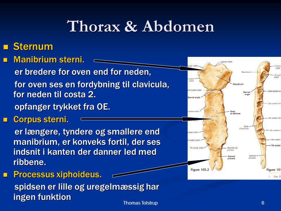 Thorax & Abdomen Sternum Manibrium sterni.
