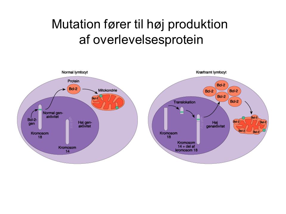 Mutation fører til høj produktion af overlevelsesprotein