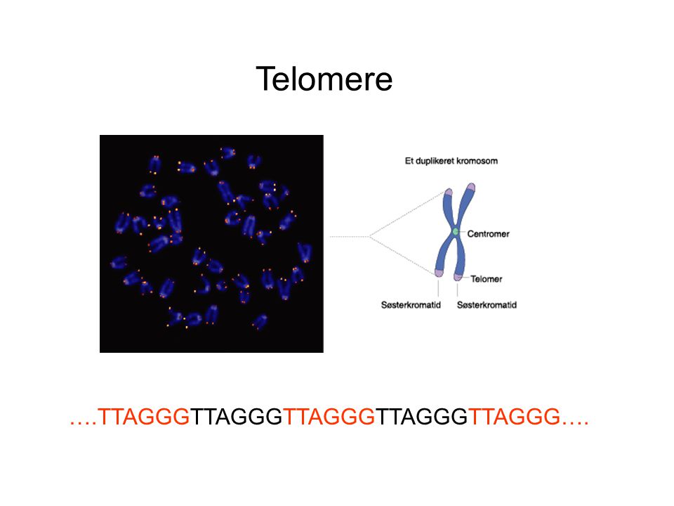 Telomere ….TTAGGGTTAGGGTTAGGGTTAGGGTTAGGG….