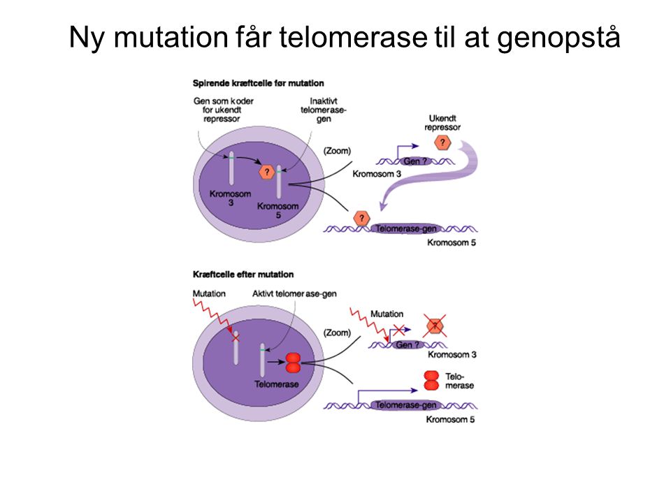 Ny mutation får telomerase til at genopstå