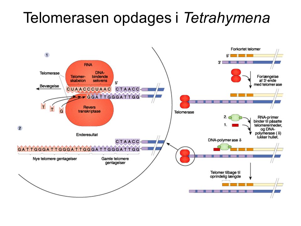 Telomerasen opdages i Tetrahymena