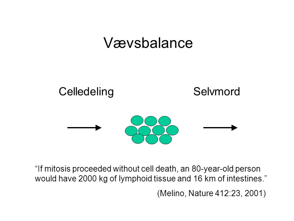 Vævsbalance Celledeling Selvmord