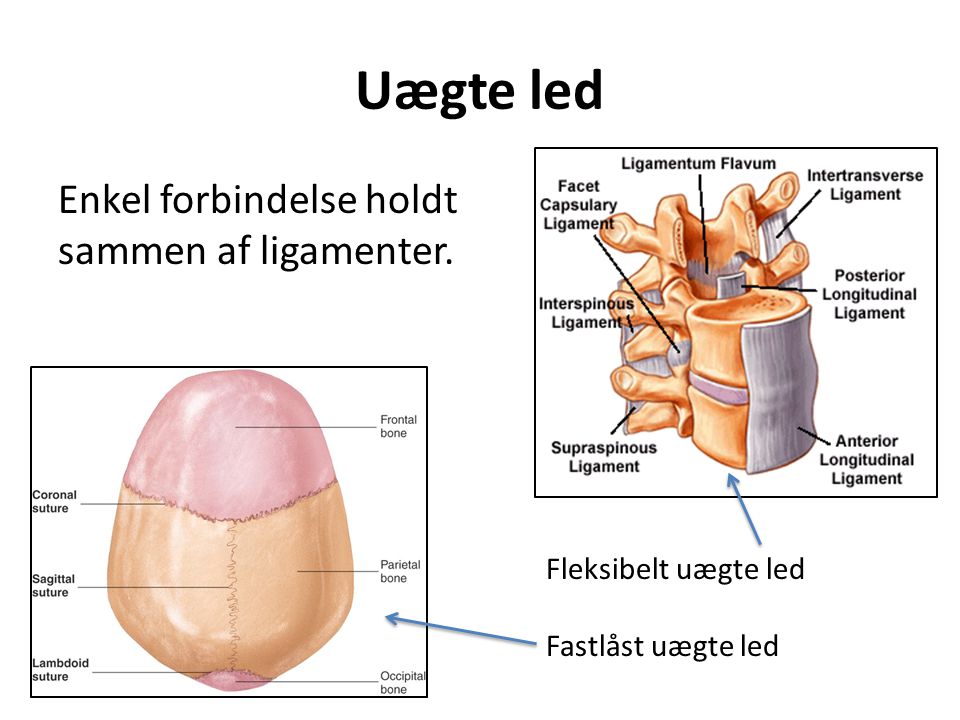 Uægte led Enkel forbindelse holdt sammen af ligamenter.