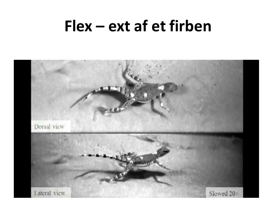 Flex – ext af et firben
