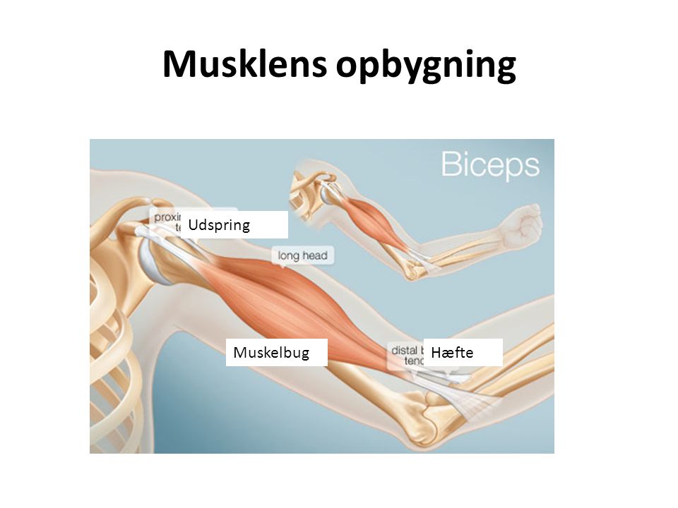 Musklens opbygning Udspring Muskelbug Hæfte